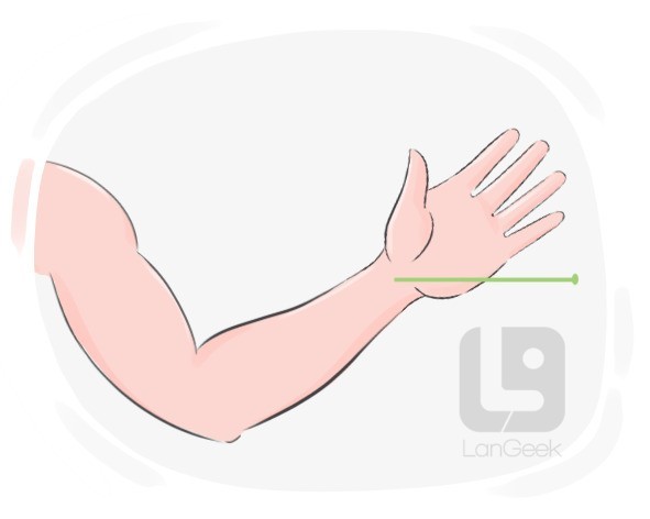 wrist joint definition and meaning