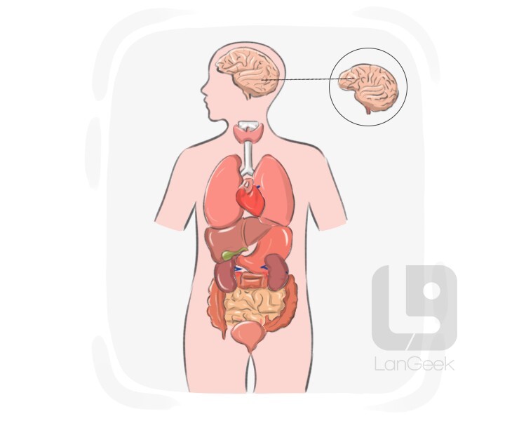 encephalon definition and meaning