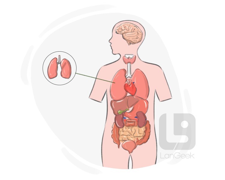 lung definition and meaning