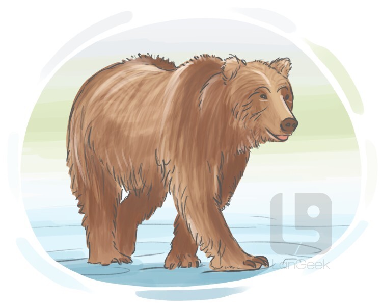 GRIZZLY BEAR definition and meaning