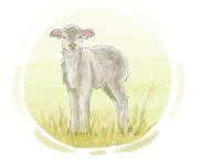 lamb