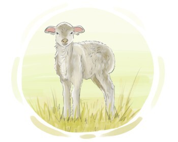 lamb