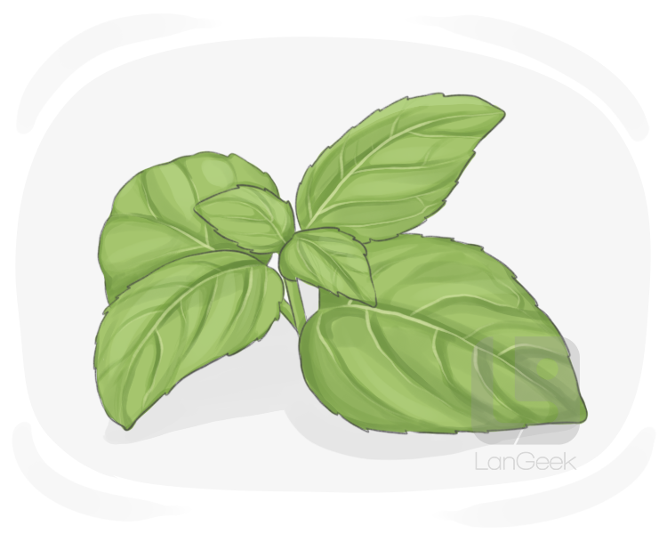sweet basil definition and meaning