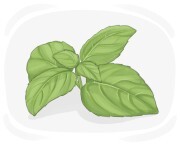 basil