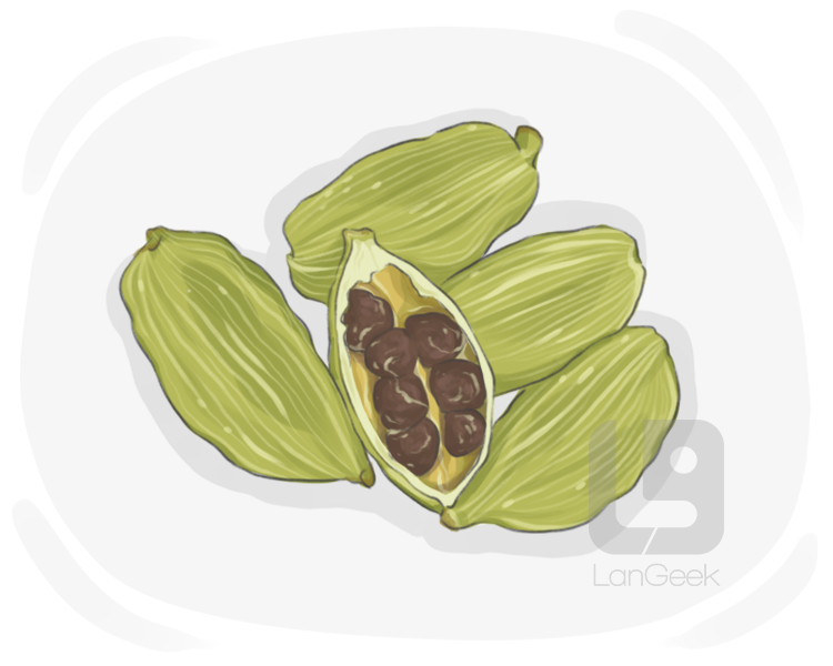 cardamum definition and meaning