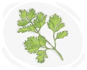 chervil