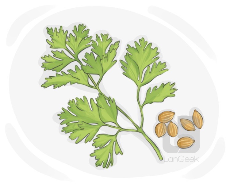 coriander definition and meaning