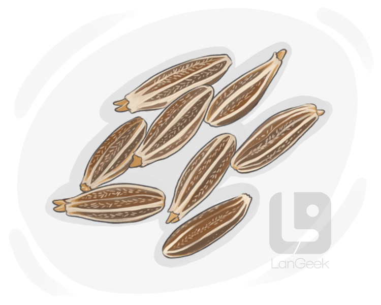 cumin seed definition and meaning