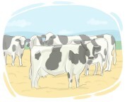 cattle