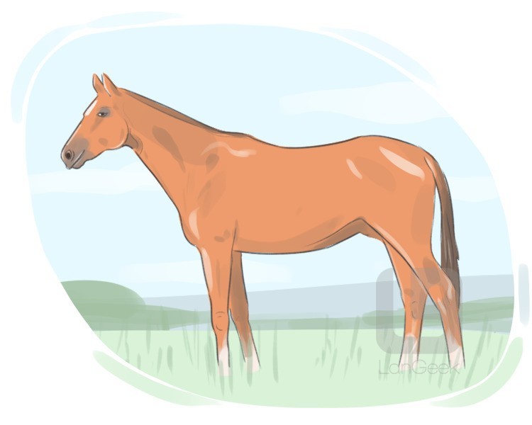 stallion definition and meaning