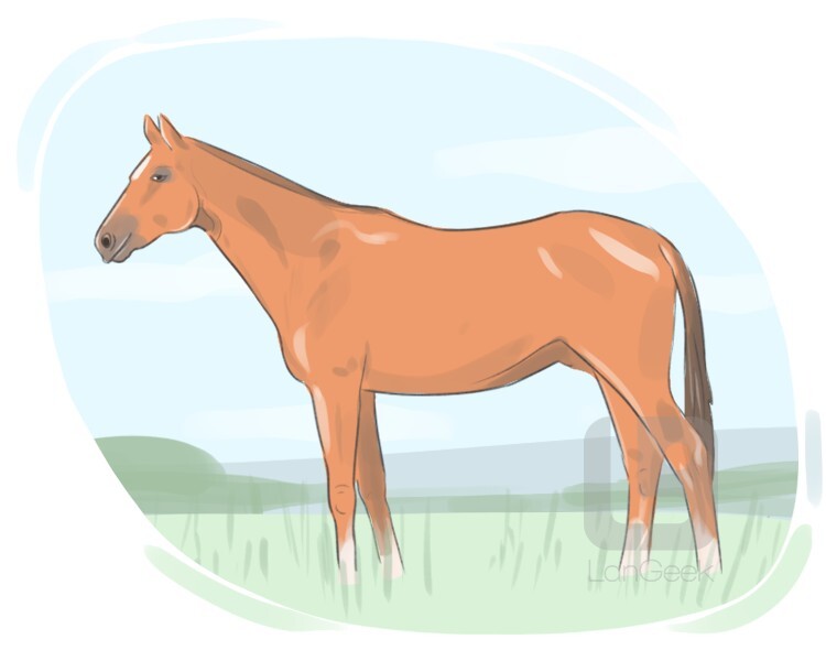 horse definition and meaning