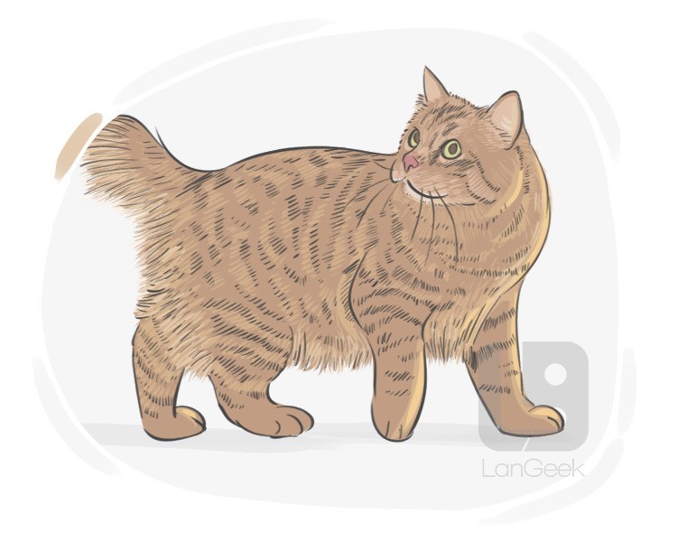 domestic cat definition and meaning