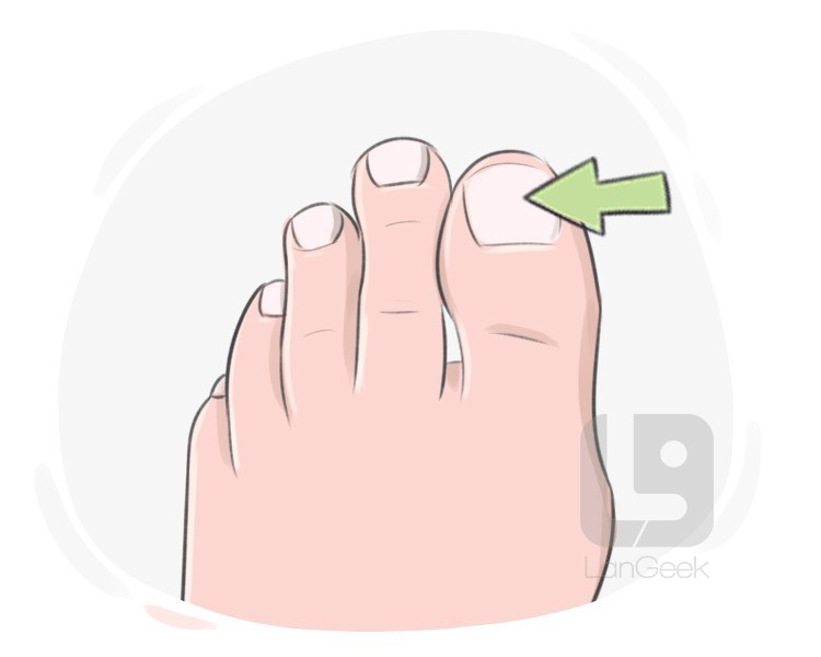 toenail definition and meaning