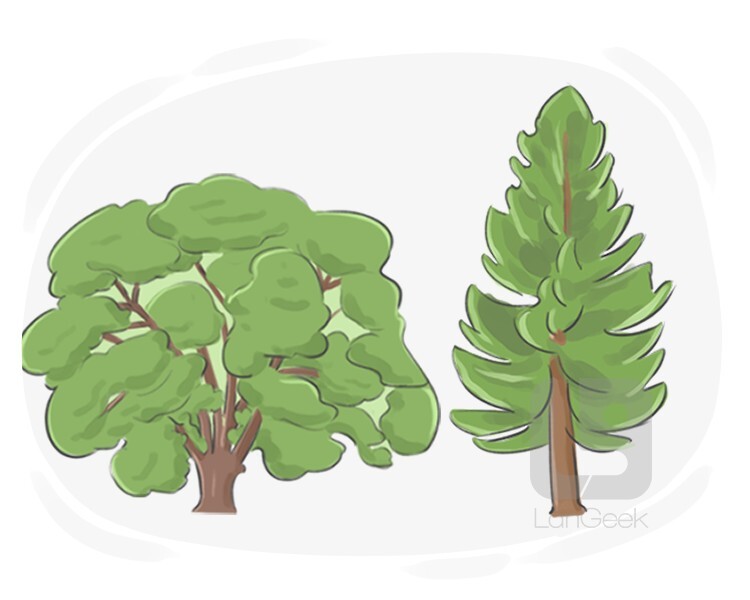 Definition & Meaning of "Tree" LanGeek