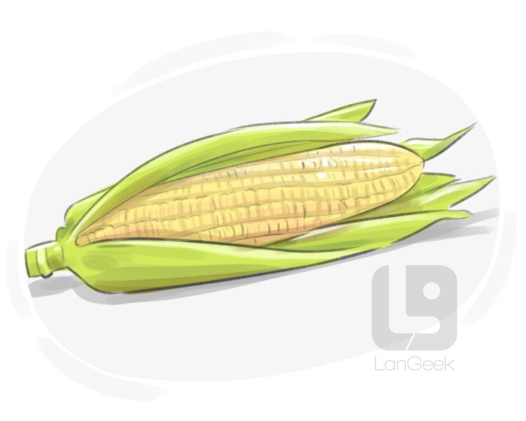 indian corn definition and meaning