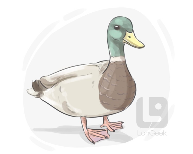 Definition & Meaning of "Duck" LanGeek