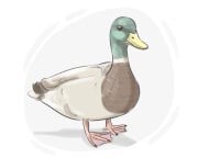 duck