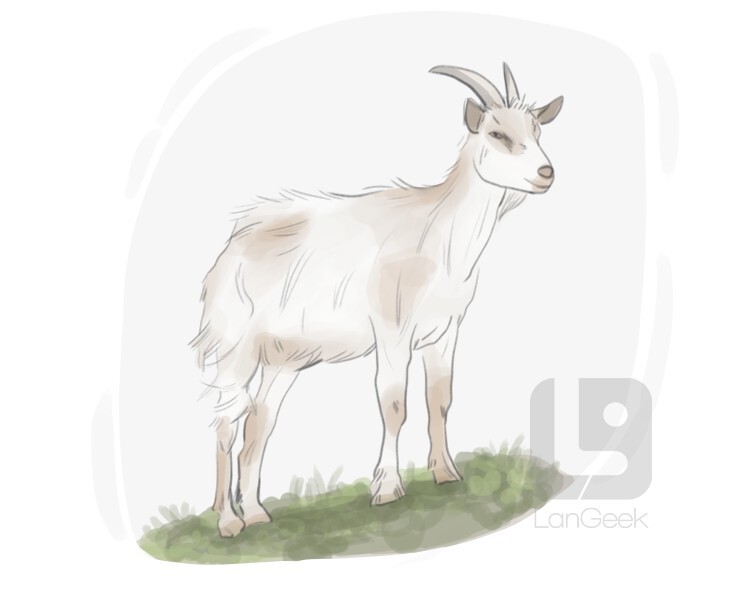 domestic goat definition and meaning