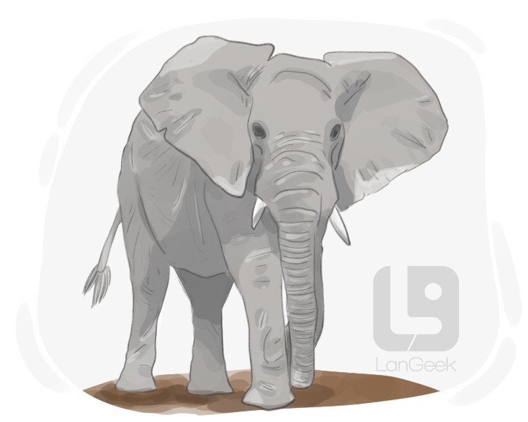 African elephant definition and meaning