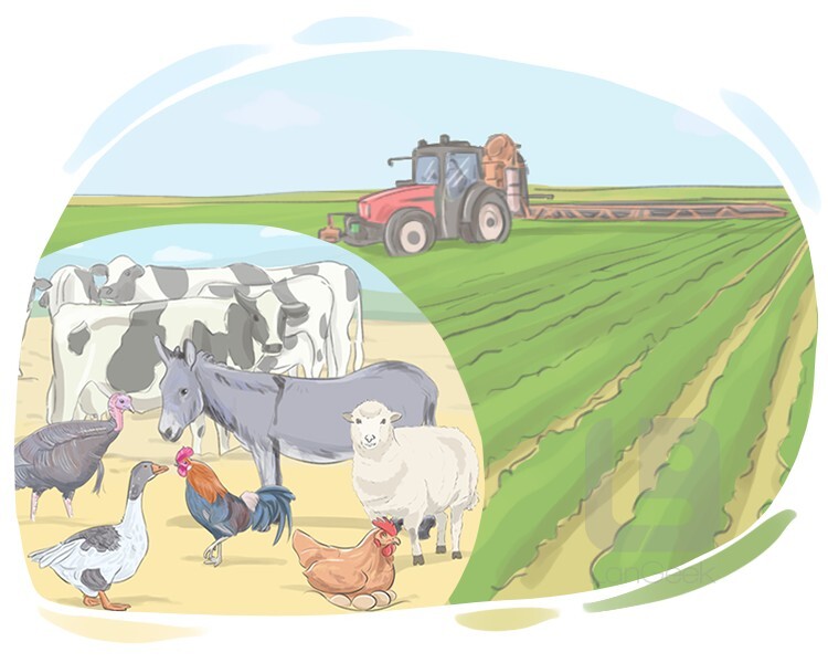 Definition Of Farm Animals For Kindergarten