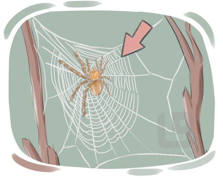spider web definition and meaning