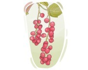 currant