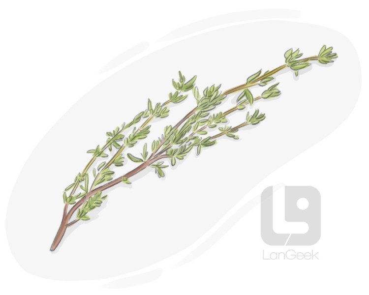 thyme definition and meaning