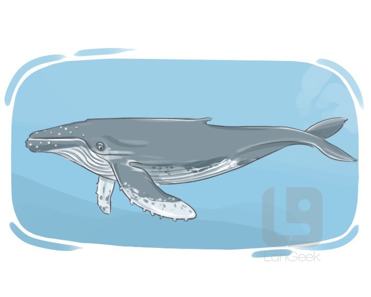 baleen whale definition and meaning