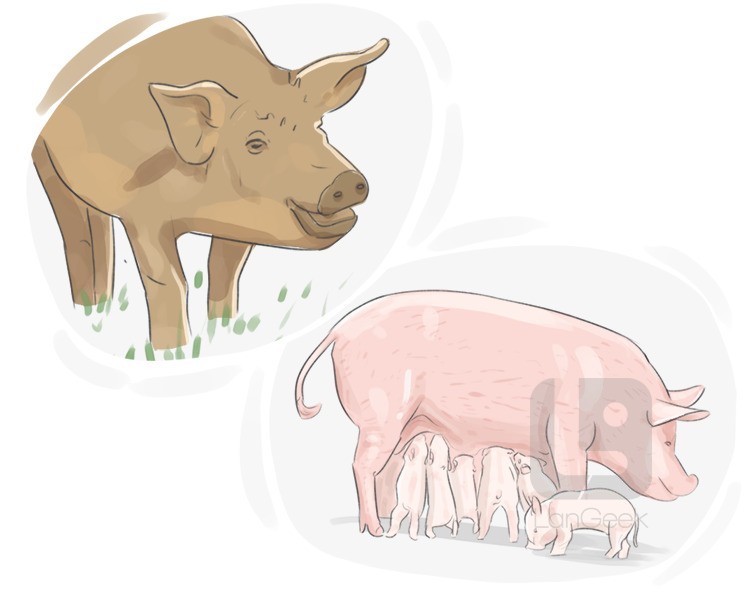 sus scrofa definition and meaning