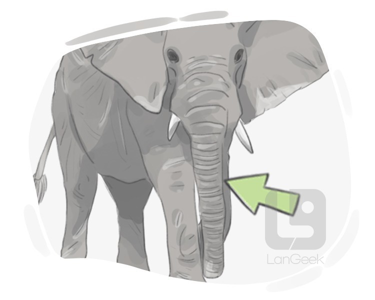 trunk definition and meaning