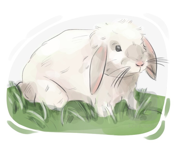 Definition & Meaning of "Bunny rabbit" | LanGeek