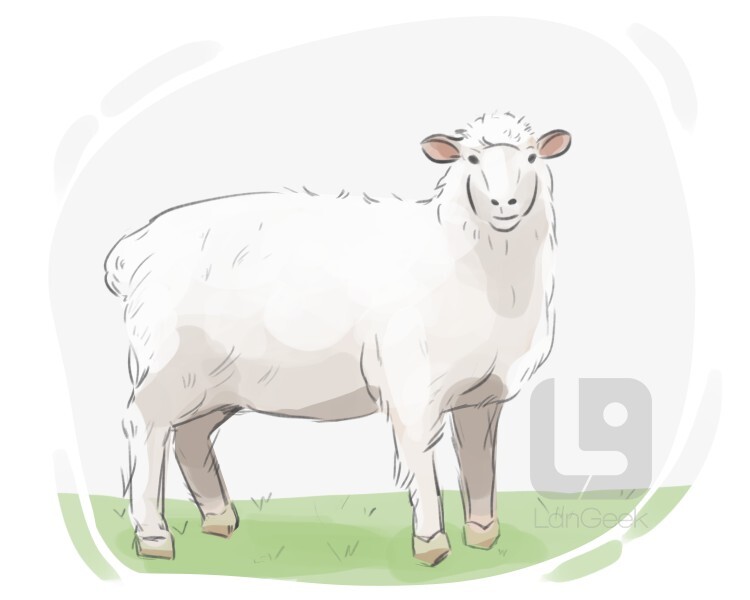 domestic sheep definition and meaning