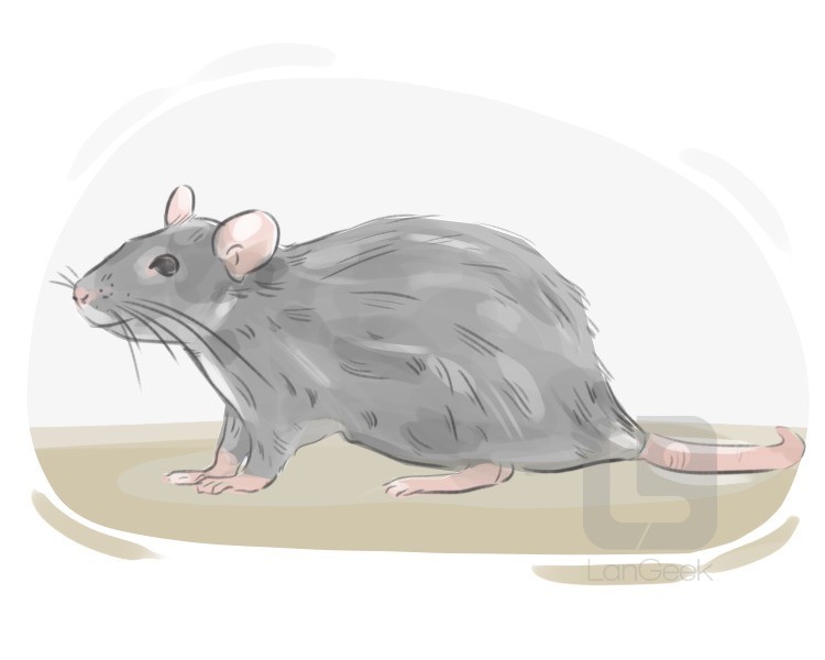 brown rat definition and meaning