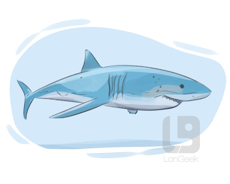 Cartoon Bull Shark