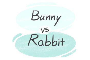 "Bunny" vs. "Rabbit" in English