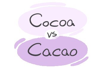 "Cocoa" vs. "Cacao" in English