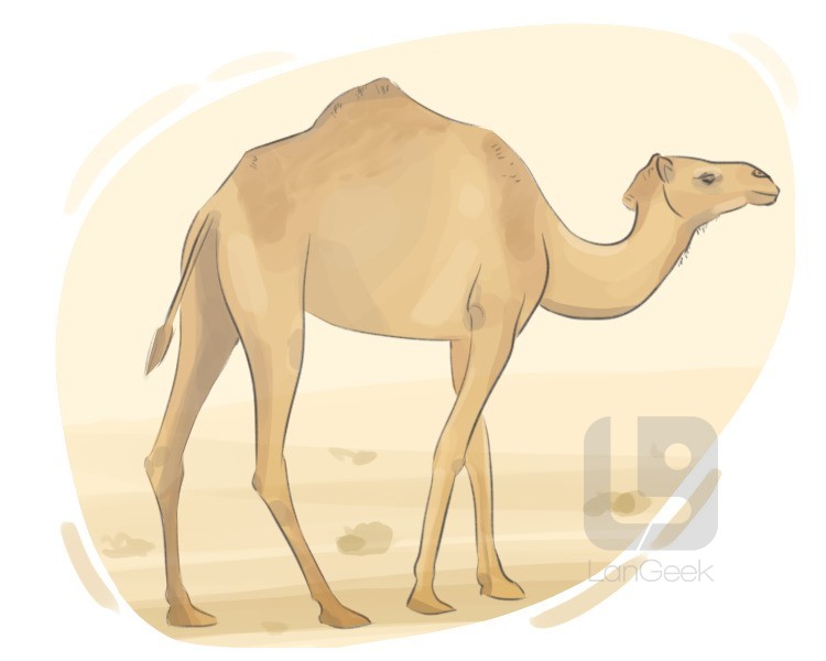 camelus definition and meaning