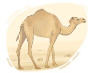 camel