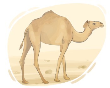 camel