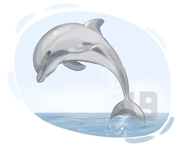 delphinus delphis definition and meaning