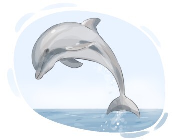 dolphin