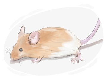 mouse