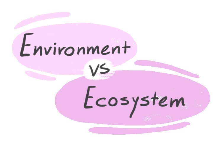 "Environment" Vs. "Ecosystem" In English | LanGeek