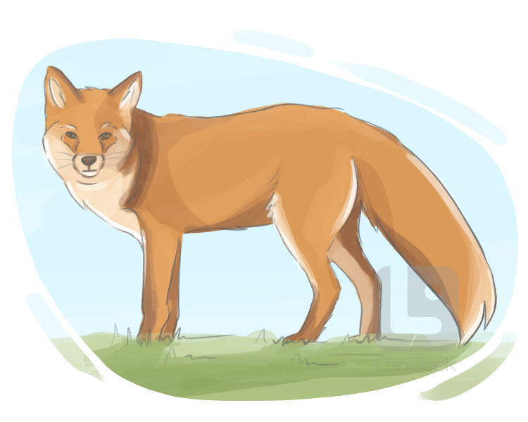 red fox definition and meaning