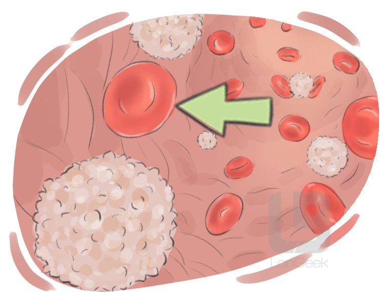 red blood cell definition and meaning