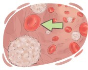 red blood cell