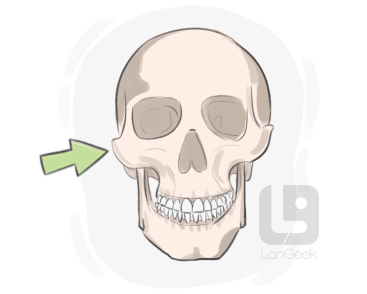 jugal bone definition and meaning