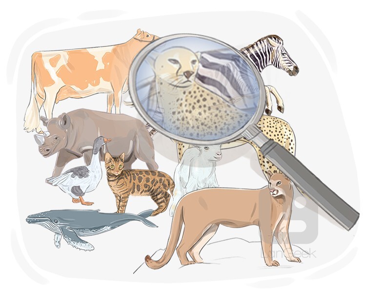 Definition & Meaning of "Zoology" | LanGeek