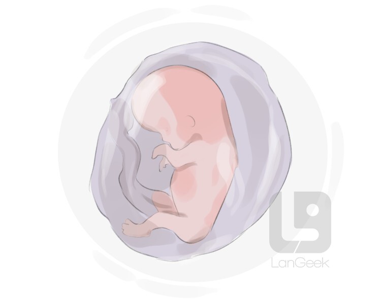 embryo definition and meaning