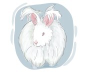 Angora